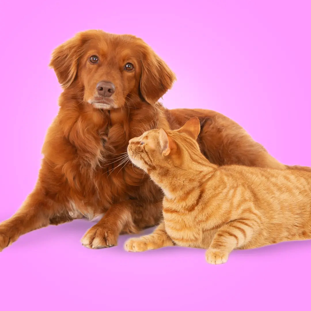 MASCOTAS